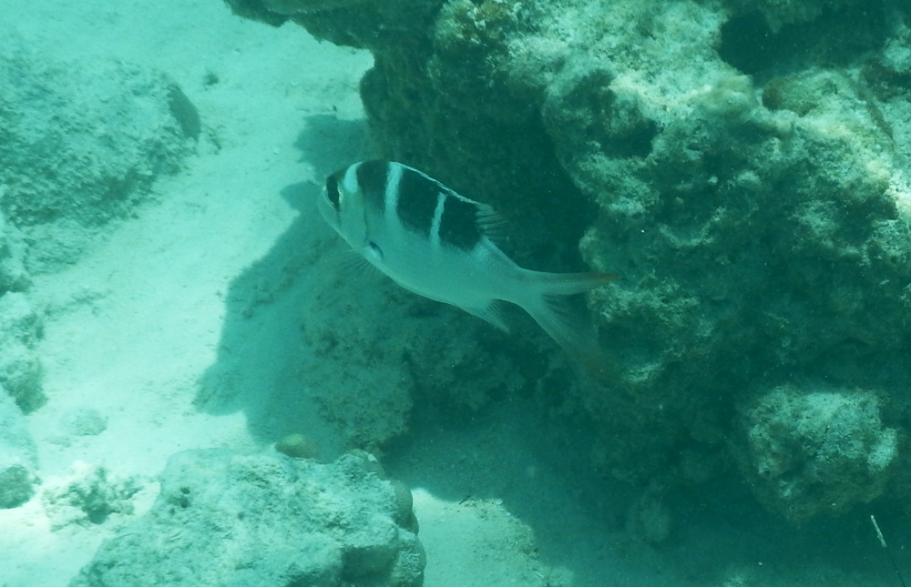 Tanzania - Quale pesce? Monotaxis grandoculis juv.